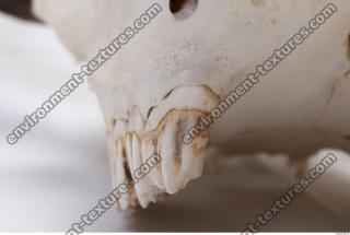 animal skull teeth 0008